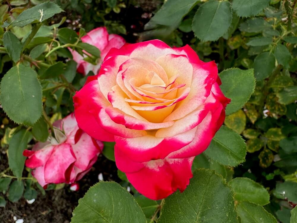 Rosa 'Betty Prior' (Betty Prior Floribunda Rose) — Northwest Blooms